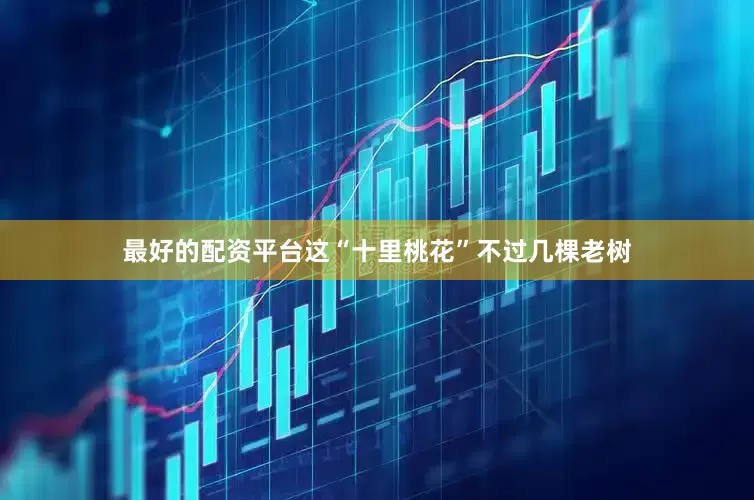 最好的配资平台这“十里桃花”不过几棵老树